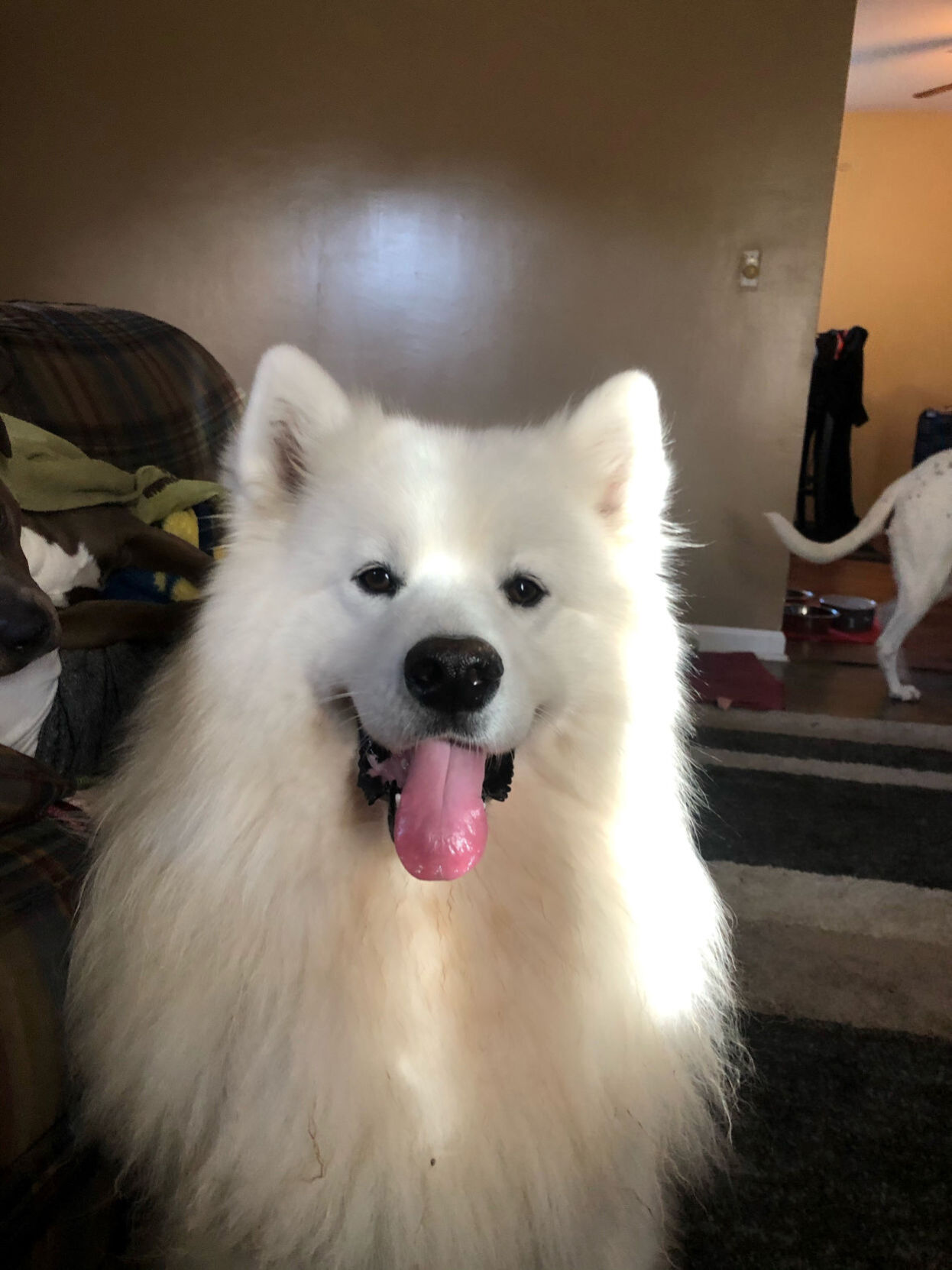 samoyed cartier